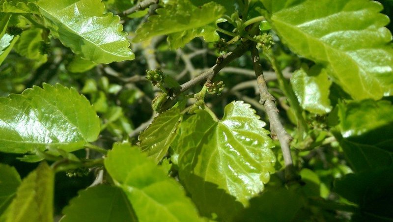 Blütenstand eines Maulbeerbaumes