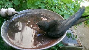 Mauersegler an Vogeltränke