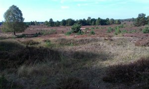 Kyritz Ruppiner Heide im Spätherbst