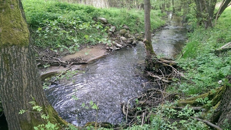 Der Cederbach zwischen den Wiesen